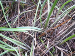 Tulbaghia