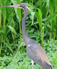 Egretta tricolor