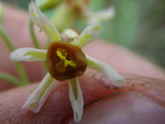 Tulbaghia