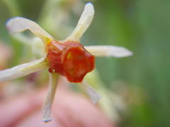 Tulbaghia