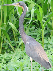 Egretta tricolor