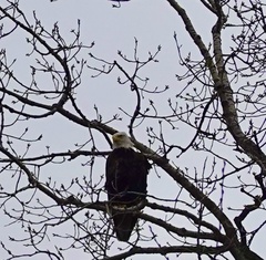 Haliaeetus leucocephalus