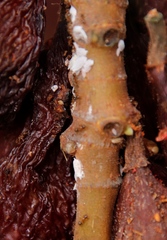 Pheidole megacephala