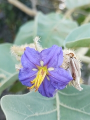 Solanum falciforme