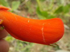 Erythrina zeyheri