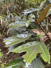 Oreopanax bogotensis