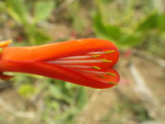 Erythrina zeyheri