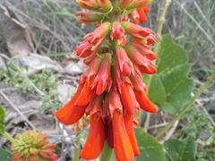 Erythrina zeyheri