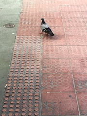 Columba livia domestica