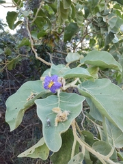 Solanum falciforme