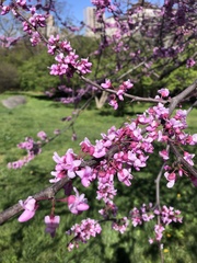 Cercis canadensis