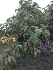Solanum falciforme