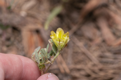 Trifolium boissieri