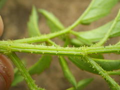 Cyphostemma natalitium