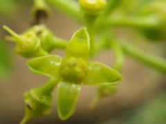 Cyphostemma natalitium