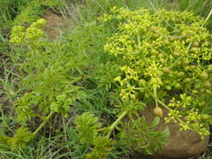 Cyphostemma natalitium