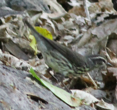 Parkesia noveboracensis