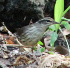 Parkesia noveboracensis