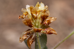 Trifolium boissieri