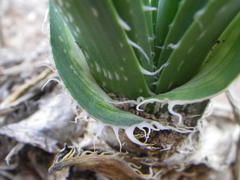 Aloe sharoniae