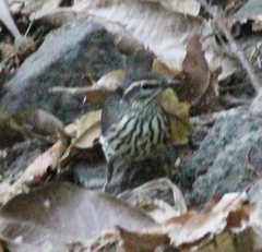 Parkesia noveboracensis