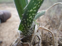 Aloe sharoniae