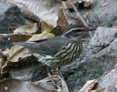 Parkesia noveboracensis