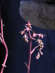 Echeveria