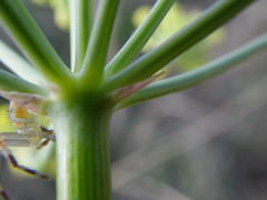 Afrosciadium platycarpum
