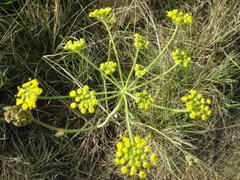 Afrosciadium platycarpum