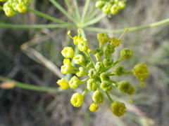 Afrosciadium platycarpum
