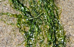 Chlorophyta