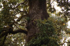 Picus squamatus