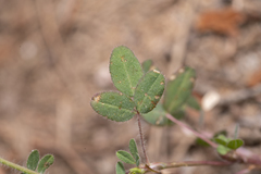 Trifolium boissieri