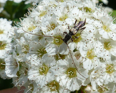 Molorchus bimaculatus