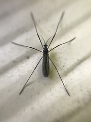 Gnophomyia tristissima