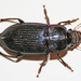 Murky Ground Beetle - Photo (c) Aaron, some rights reserved (CC BY-NC)