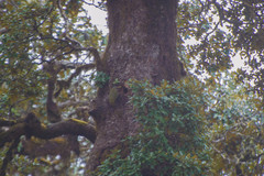 Picus squamatus