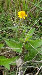 Acmella oppositifolia