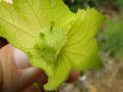 Dalechampia capensis