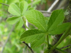 Dalechampia capensis