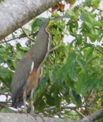 Tigrisoma mexicanum