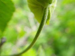 Dalechampia capensis