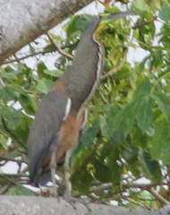 Tigrisoma mexicanum
