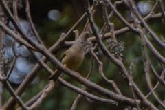 Yuhina gularis