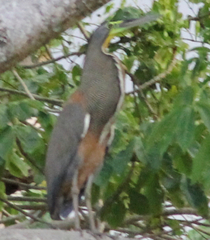 Tigrisoma mexicanum
