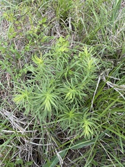 Solidago tortifolia