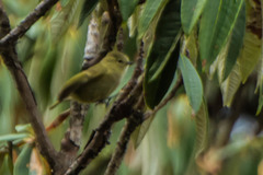 Sylviparus modestus
