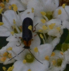 Rhagonycha lineola