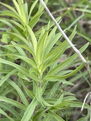 Solidago tortifolia